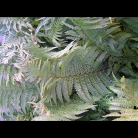 Fougere - Dryopteris Affinis subsp Borreri (fam Dryopteridacees) (Europe, Asie) (2)